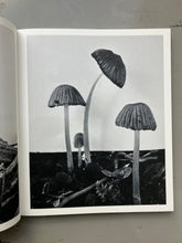 Fruiting Bodies - Ying Ang