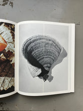 Fruiting Bodies - Ying Ang