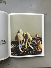 Fruiting Bodies - Ying Ang