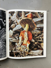 Fruiting Bodies - Ying Ang